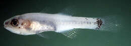 صورة Pseudamiops diaphanes Randall 1998