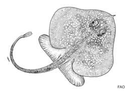 Image of Pseudoraja