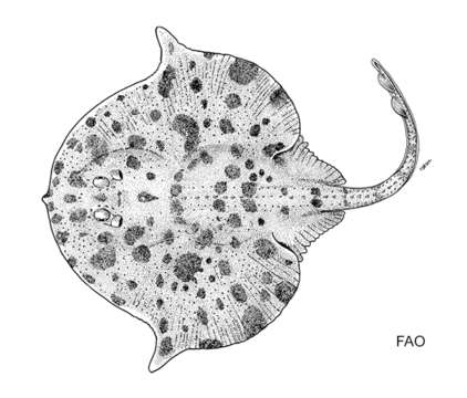 Dactylobatus armatus Bean & Weed 1909的圖片