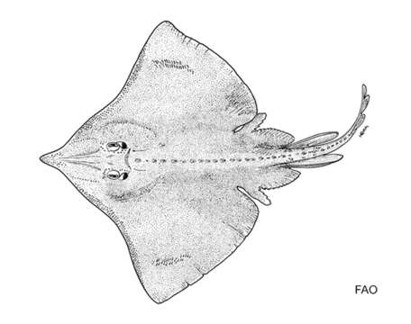 Plancia ëd Dipturus garricki (Bigelow & Schroeder 1958)