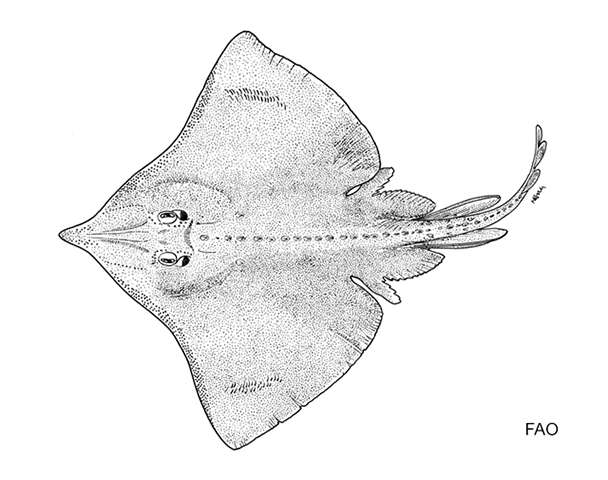 Dipturus garricki (Bigelow & Schroeder 1958)的圖片