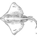 Image of Hooktail skate