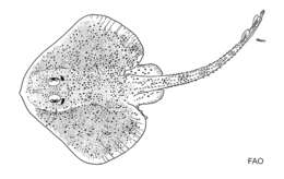 Leucoraja yucatanensis (Bigelow & Schroeder 1950)的圖片