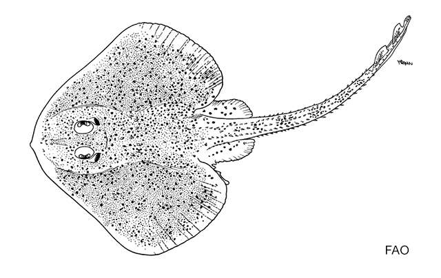 Leucoraja yucatanensis (Bigelow & Schroeder 1950)的圖片