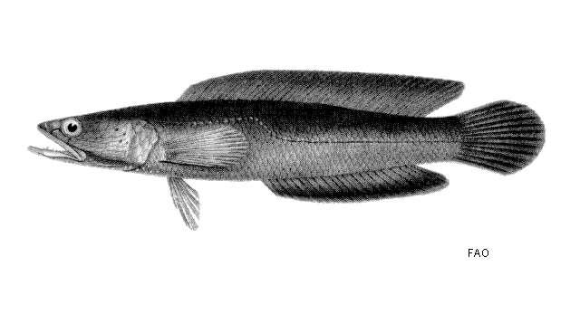Image of Black snakehead