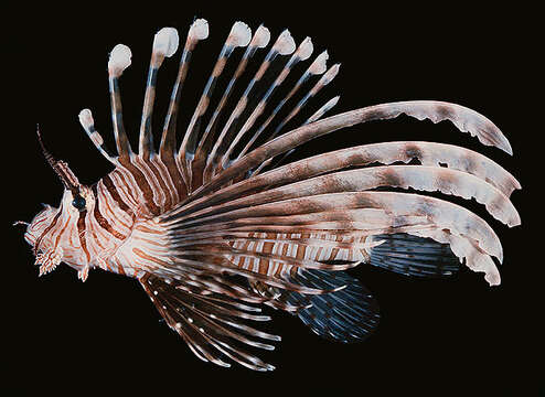 Image of Common lionfish