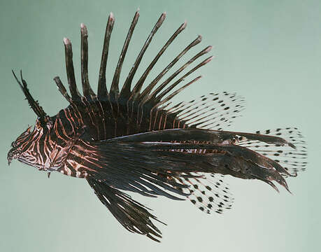 Image of Common lionfish