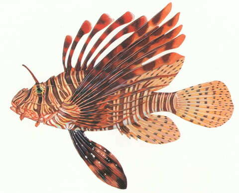 Image of Common lionfish