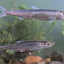 Image of Kanglang fish