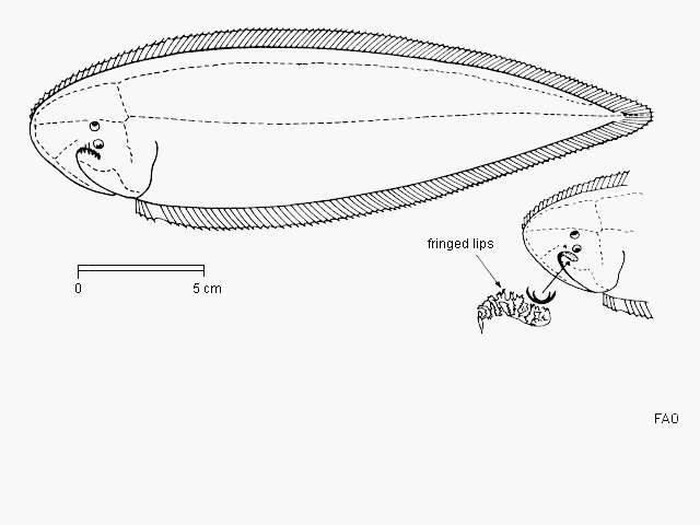 Image of Paraplagusia