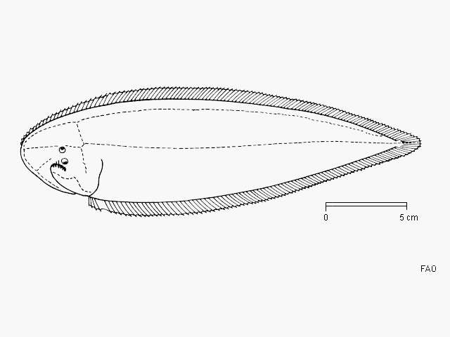 Image of Paraplagusia