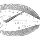 Image of Longarm Flounder