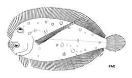 Image of Tosarhombus longimanus Amaoka, Mihara & Rivaton 1997