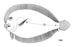 Image of Tosarhombus brevis Amaoka, Mihara & Rivaton 1997