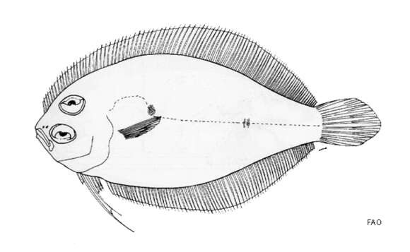 Image of Parabothus filipes Amaoka, Mihara & Rivaton 1997