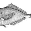 Image of Shortfin pomfret