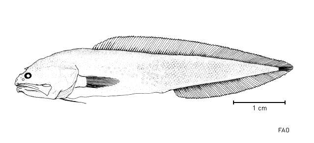 Image of Spinyhead cusk