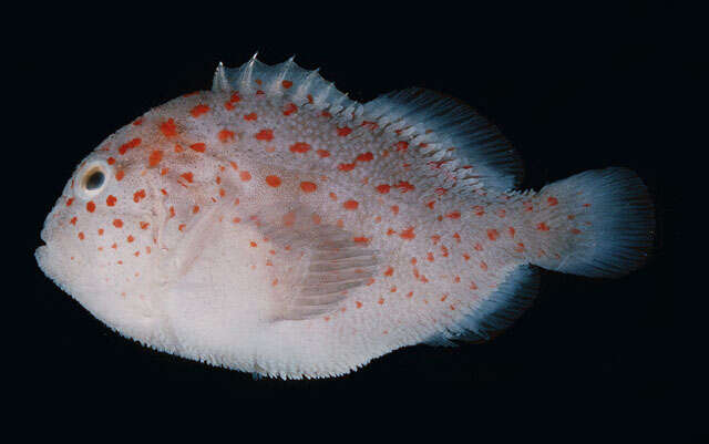 Image of Hawaiian orbicular velvetfish