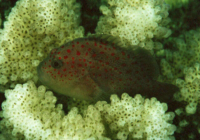 Image of Hawaiian orbicular velvetfish