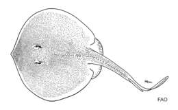 Image of American round stingrays
