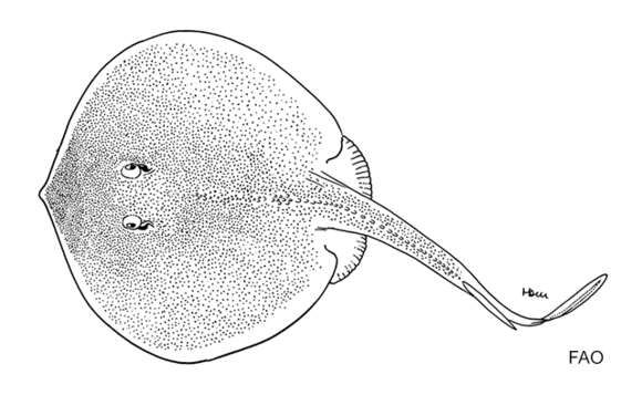 صورة Urotrygon venezuelae Schultz 1949