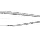 Image of Alcockia rostrata (Günther 1887)