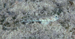 صورة Arcygobius