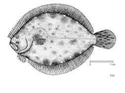 Plancia ëd Scophthalmus rhombus (Linnaeus 1758)