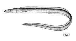 Image of Xenomystax bidentatus (Reid 1940)