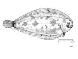 Image of Buglossidium