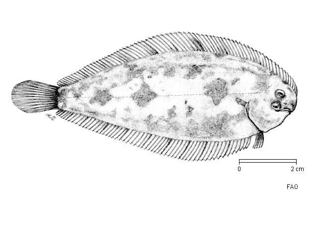 Image of Buglossidium
