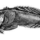 Image of Large-eye toadfish