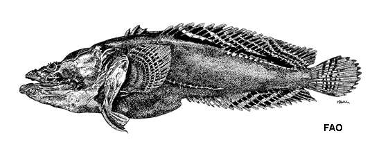 Image of Large-eye toadfish