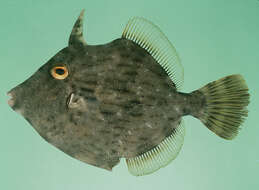 Image of Thread-sail filefish