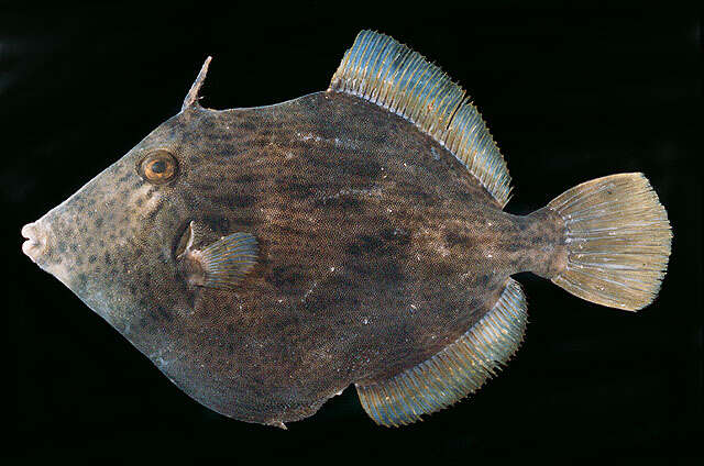 Image of Thread-sail filefish