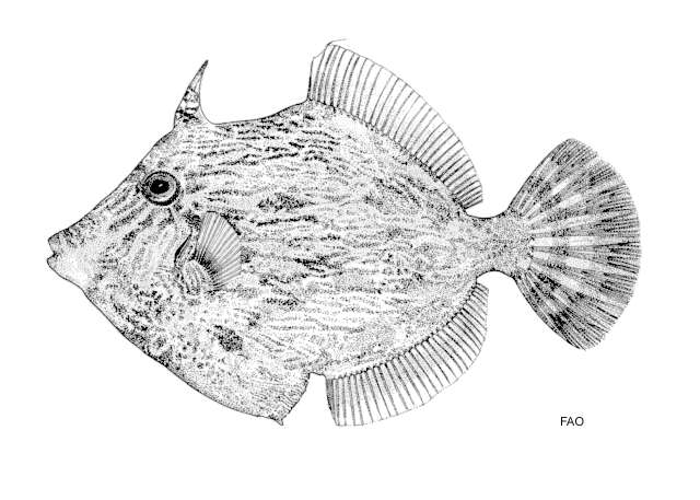 Image of Thread-sail filefish