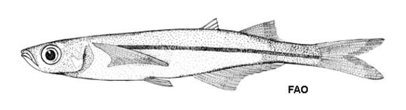 Image of Atherinella beani (Meek & Hildebrand 1923)