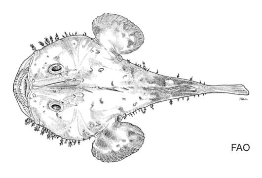 Image of Goosefish