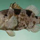 Image of Indian soapfish