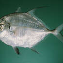 Image of Longfin cavalla