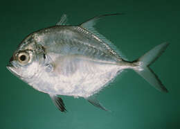 Image of Longfin cavalla