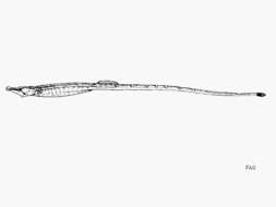 Image of Belly Pipefish