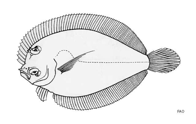 Image of Largescale dwarf flounder