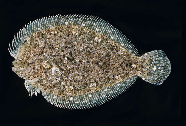 Image of Largescale dwarf flounder