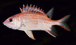 Image of Blackblotch squirrelfish