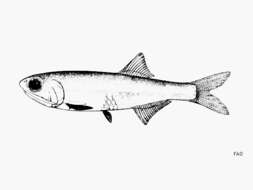 Image of Anchovy