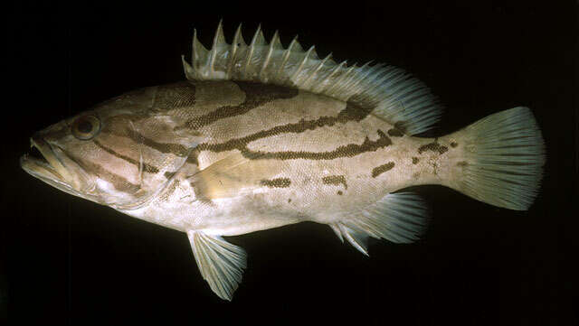 Image of Banded-cheek Reef-cod