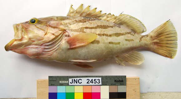 Image of Banded-cheek Reef-cod