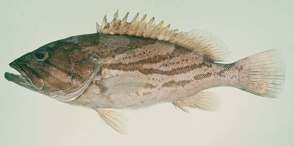 Image of Banded-cheek Reef-cod