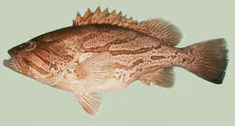 Image of Banded-cheek Reef-cod